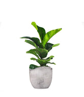 Ficus Lyrata Bambino