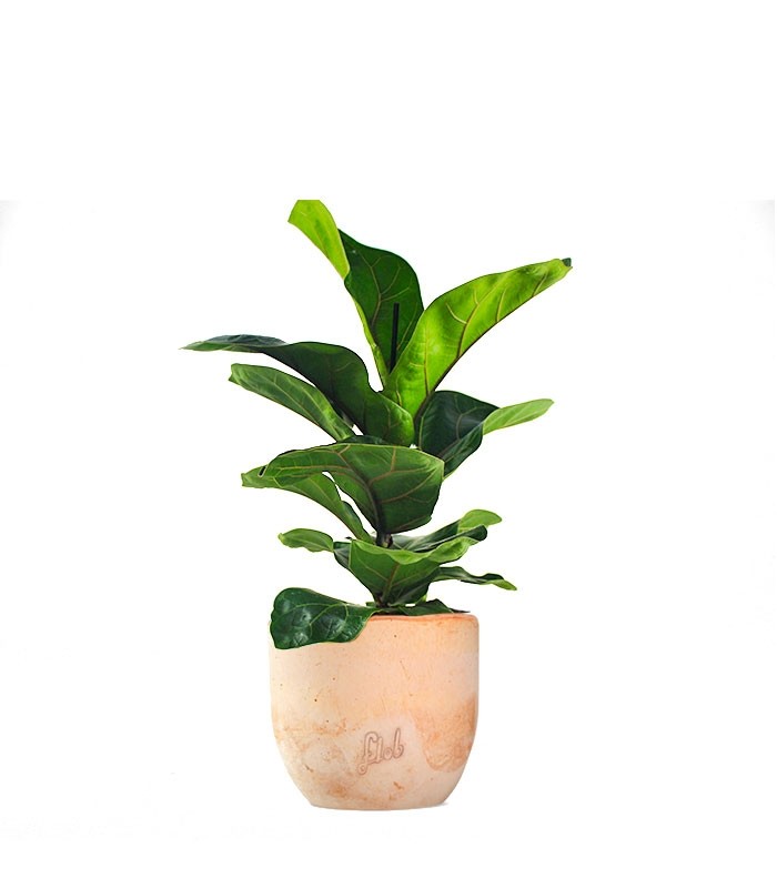 Ficus Lyrata Bambino