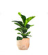 Ficus Lyrata Bambino