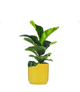 Ficus Lyrata Bambino