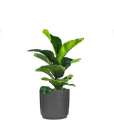Ficus Lyrata Bambino