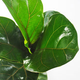 Ficus Lyrata Bambino
