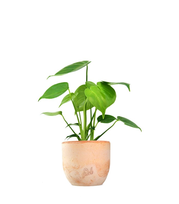 Monstera Deliciosa mini