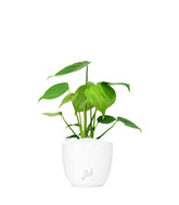 Monstera Deliciosa mini