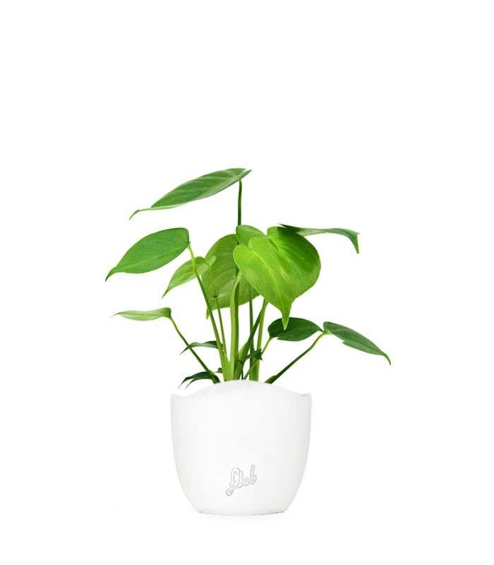 Monstera Deliciosa mini