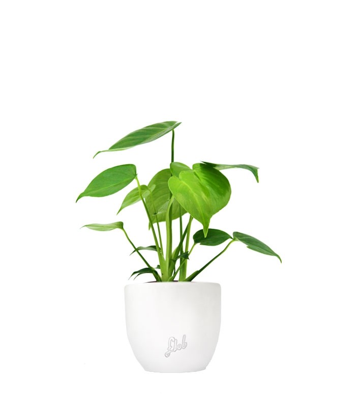 Monstera Deliciosa mini