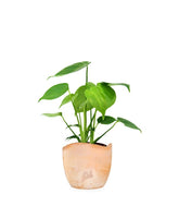 Monstera Deliciosa mini