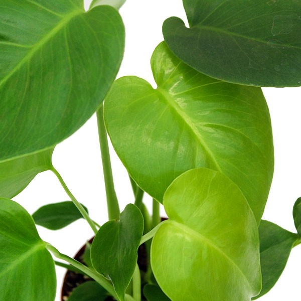 Monstera Deliciosa mini