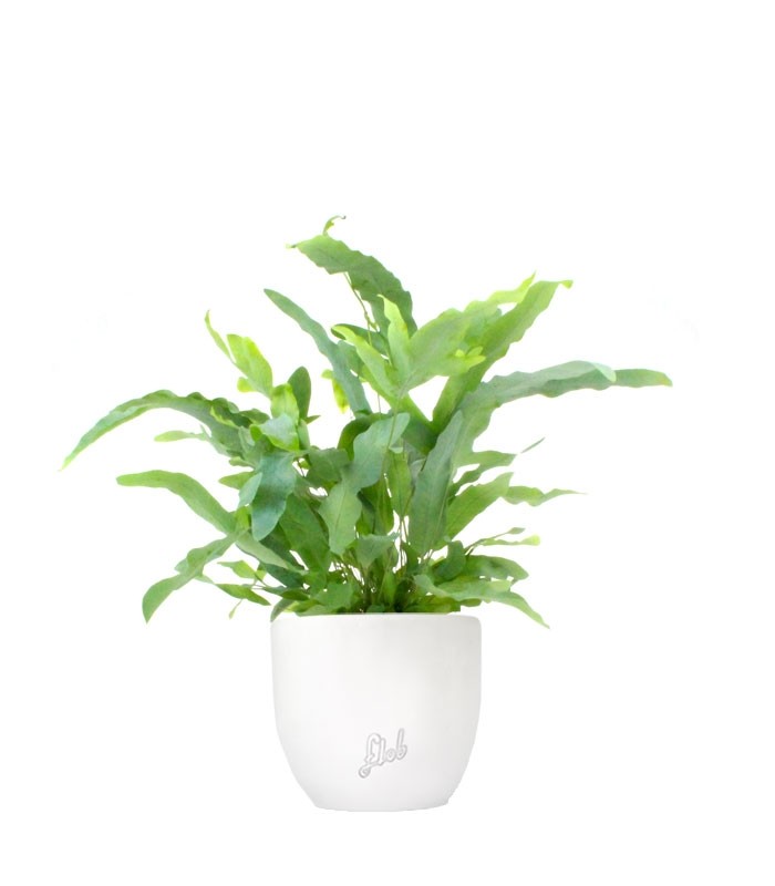 Phlebodium Blue Star