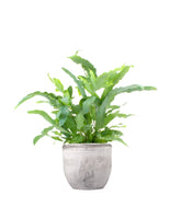 Phlebodium Blue Star
