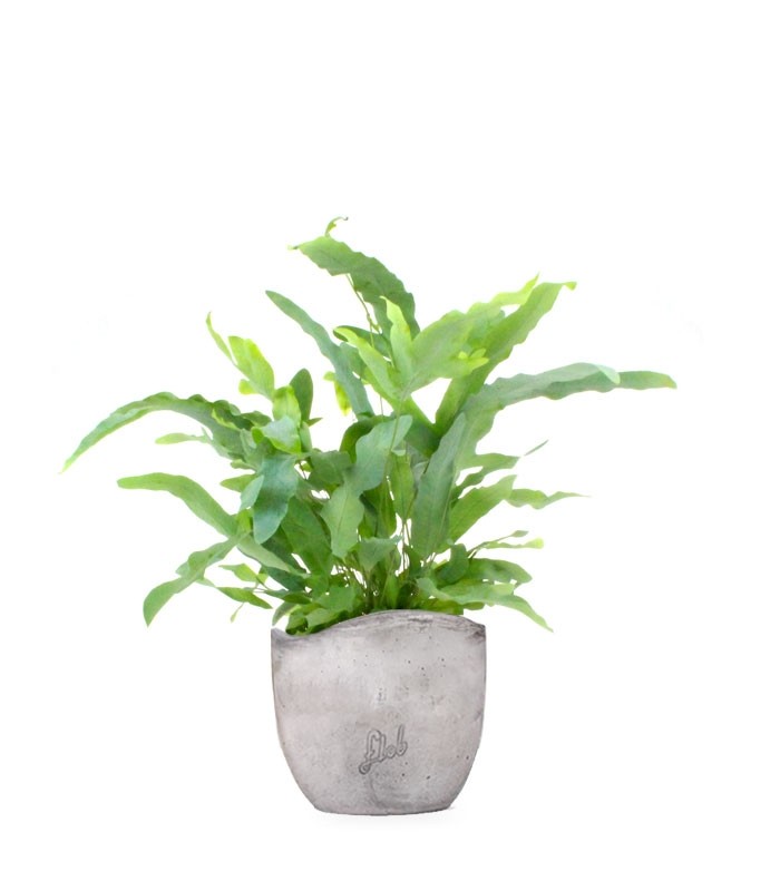 Phlebodium Blue Star