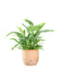 Phlebodium Blue Star