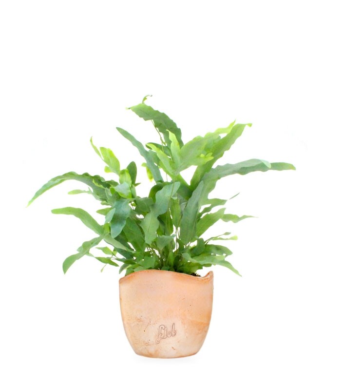 Phlebodium Blue Star