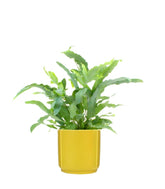 Phlebodium Blue Star
