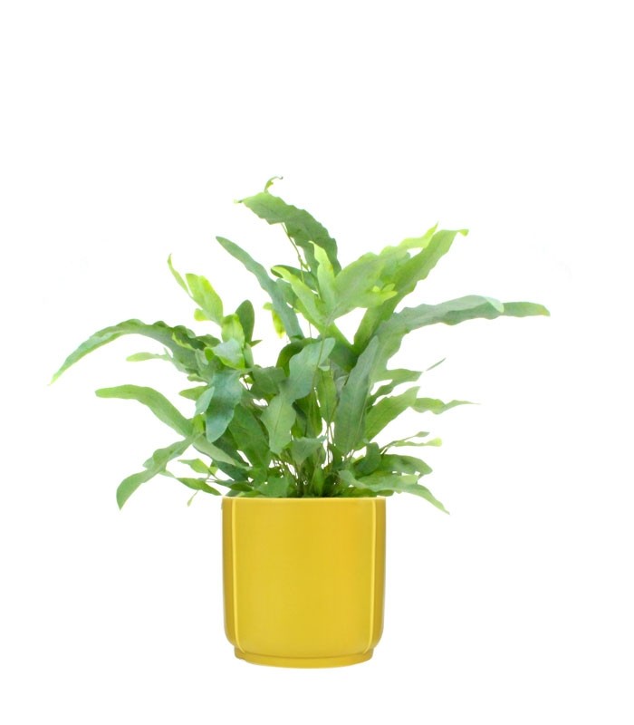 Phlebodium Blue Star