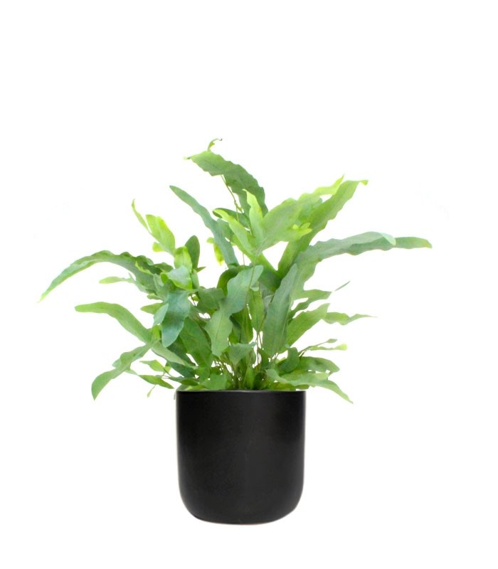 Phlebodium Blue Star