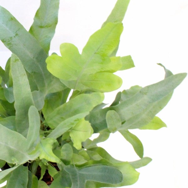 Phlebodium Blue Star