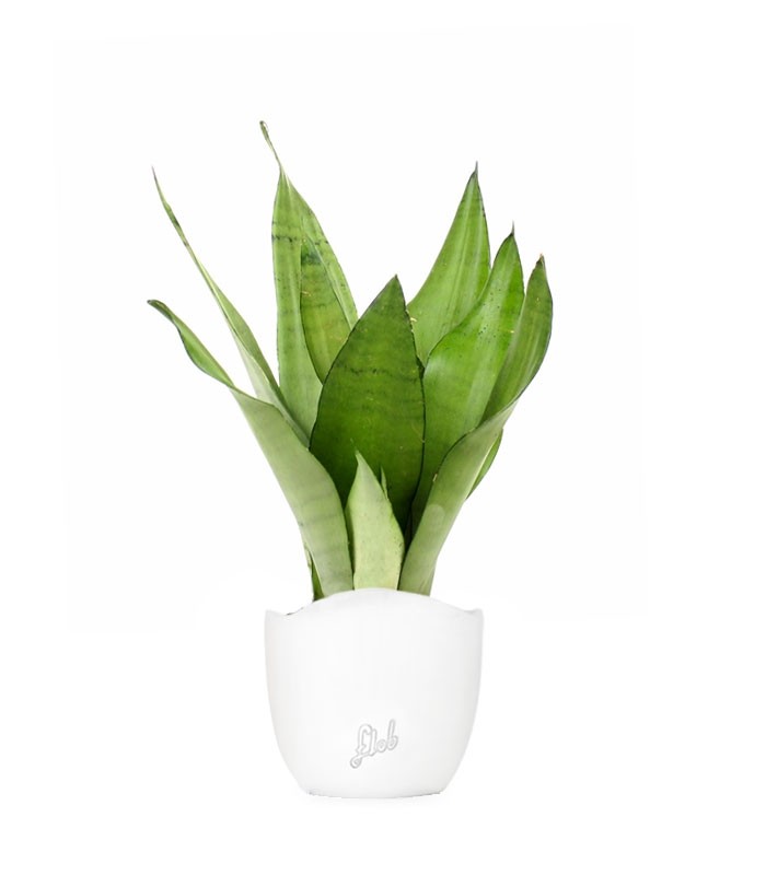 Sansevieria Moonshine