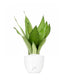 Sansevieria Moonshine