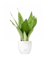 Sansevieria Moonshine