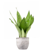 Sansevieria Moonshine