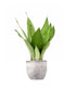 Sansevieria Moonshine