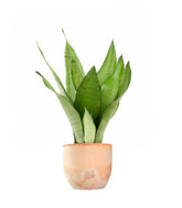 Sansevieria Moonshine