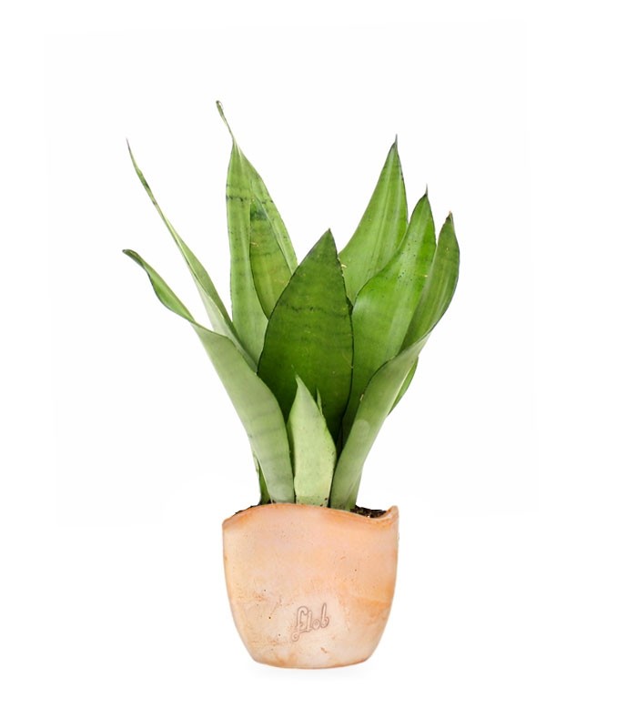 Sansevieria Moonshine
