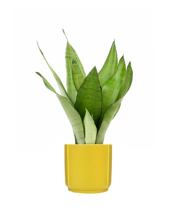 Sansevieria Moonshine