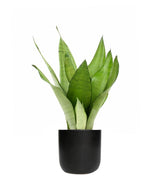 Sansevieria Moonshine