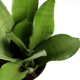 Sansevieria Moonshine