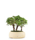 Olmo Zelkova Boschetto M