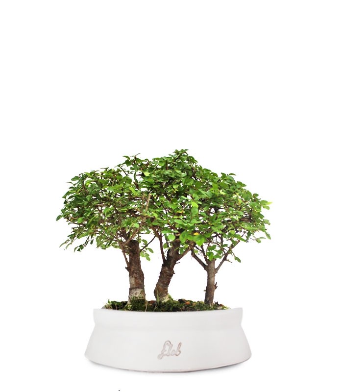 Olmo Zelkova Boschetto M