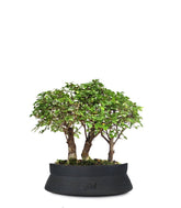 Olmo Zelkova Boschetto M