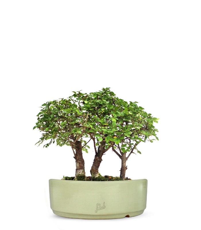 Olmo Zelkova Boschetto M