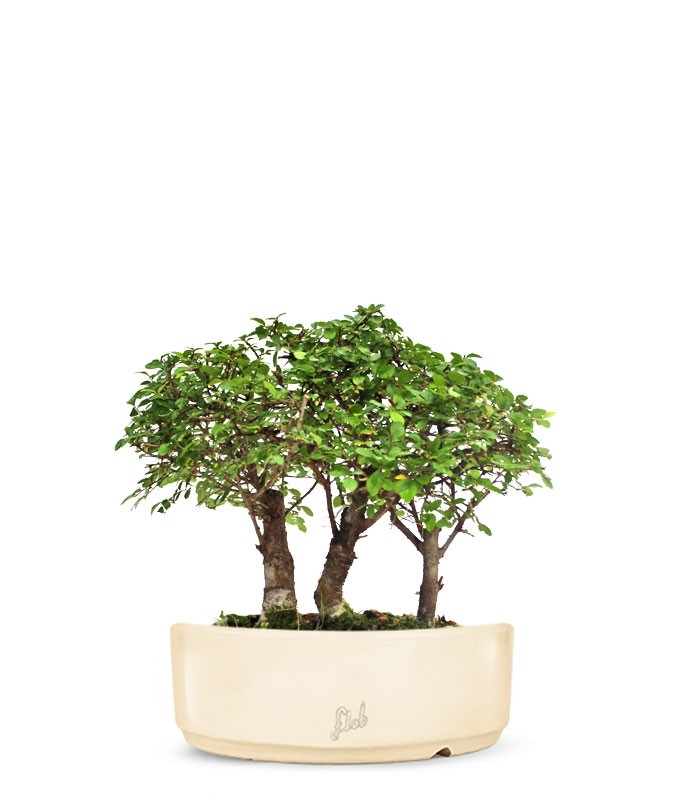 Olmo Zelkova Boschetto M