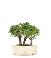 Olmo Zelkova Boschetto M