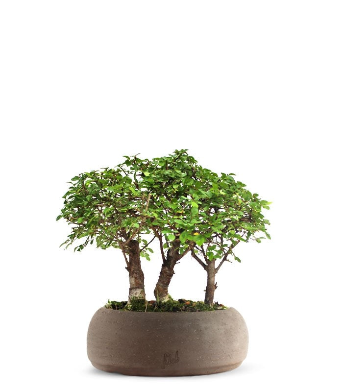 Olmo Zelkova Boschetto M