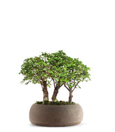 Olmo Zelkova Boschetto M