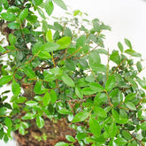 Olmo Zelkova Boschetto M
