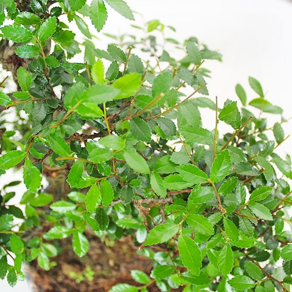 Olmo Zelkova Boschetto M