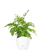 Adiantum