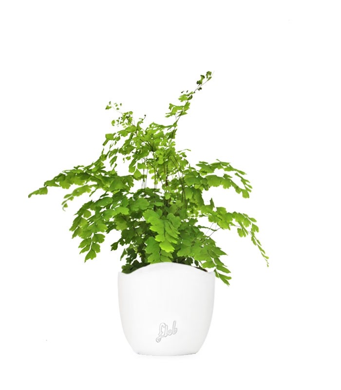 Adiantum