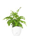 Adiantum