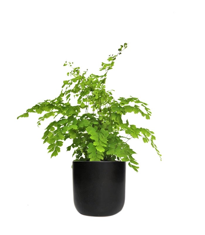 Adiantum