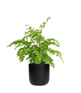 Adiantum