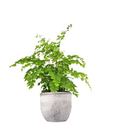 Adiantum