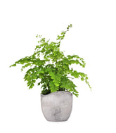 Adiantum