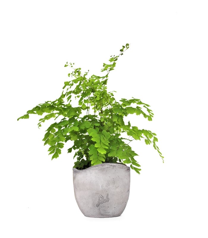 Adiantum
