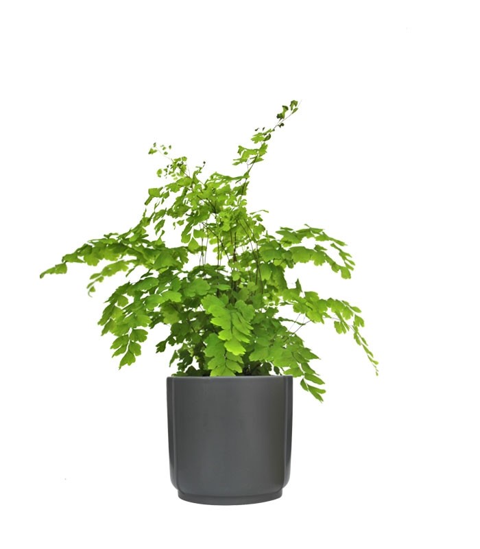 Adiantum